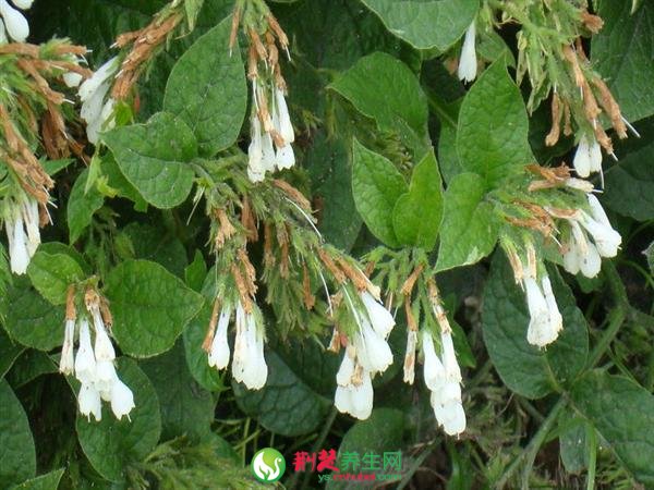 對抗十大癌症必知中醫藥膳妙方
