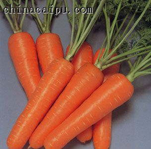 胡蘿蔔燒羊肉的做法