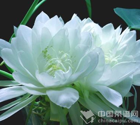 八大中藥材堪稱“八大仙草”