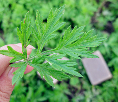 懷孕初期熏艾葉對孕婦有影響嗎