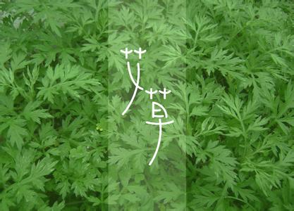 艾草的驅蚊功效與使用方法