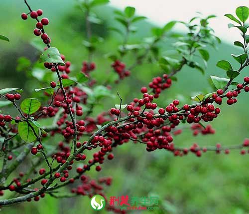 毛冬青的植物形態 毛冬青功能主治