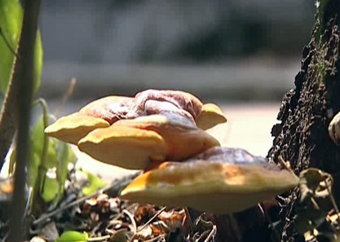 野生靈芝吃了會不會中毒