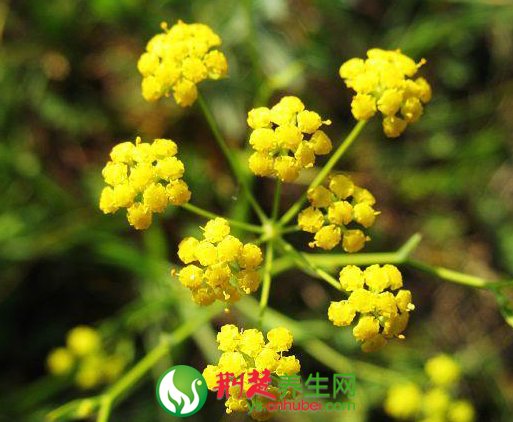 中藥柴胡制劑的使用「禁忌」