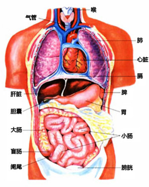 中醫五臟六腑是什麼 臟腑之間的關係