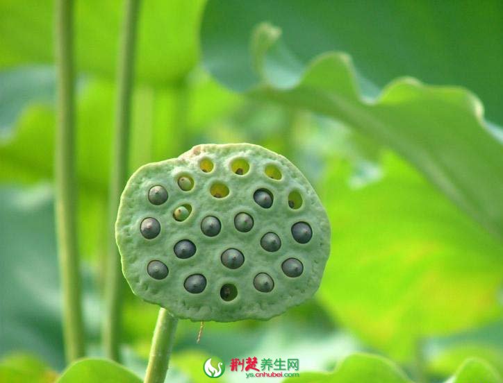 古代醫書中的補腎藥材是什麼