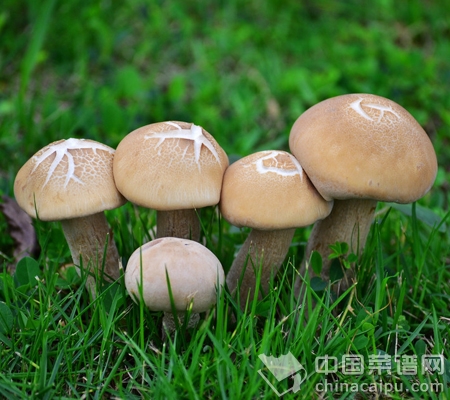 巧食蘑菇，讓營養翻倍