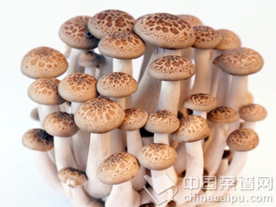 巧食蘑菇，讓營養翻倍
