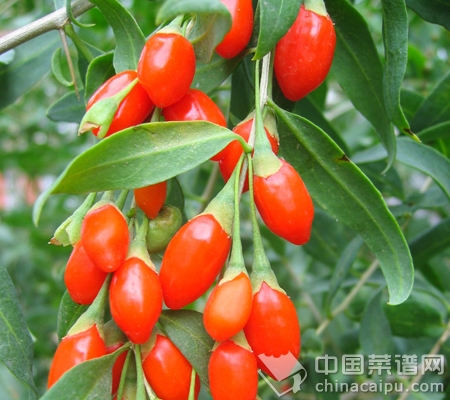 盤點枸杞的<a href=http://www.daocaipu.com/yangsheng/ target=_blank class=infotextkey>養生</a>功效