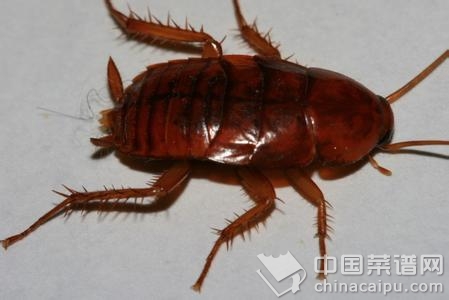 蟑螂.jpg