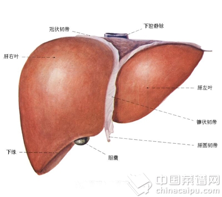 肝臟呼救五大徵兆