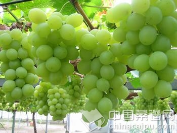 水果滋潤你的肌膚