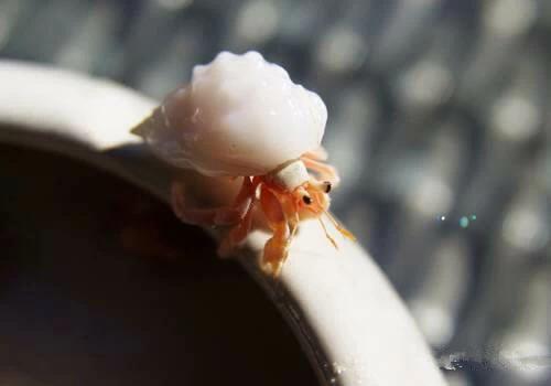 史上最全海鮮大全，以後不怕不認識海鮮了