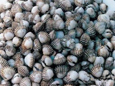 史上最全海鮮大全，以後不怕不認識海鮮了