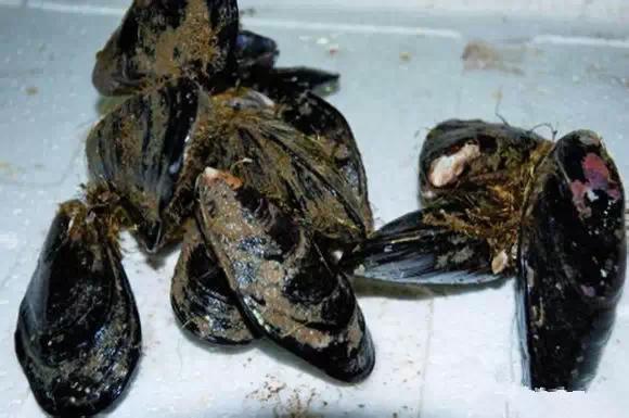 史上最全海鮮大全，以後不怕不認識海鮮了