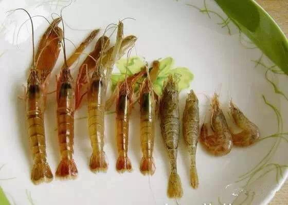 史上最全海鮮大全，以後不怕不認識海鮮了