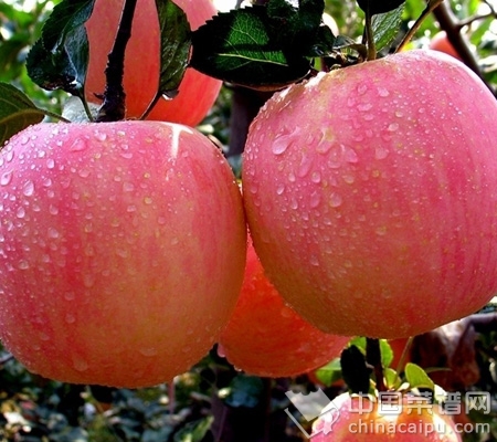 七大水果讓乳房更豐滿，你知道嗎？