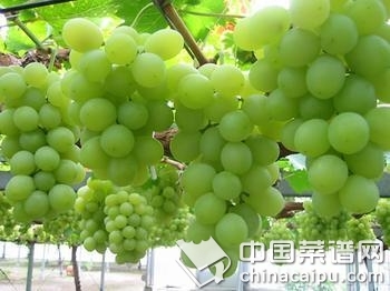 水果滋潤你的肌膚