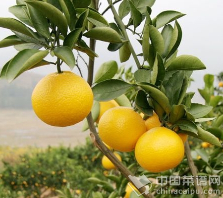 排毒的十種食物