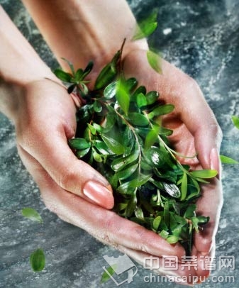 秋冬季用茶水洗臉可防乾燥 自製茶面膜消除粉刺