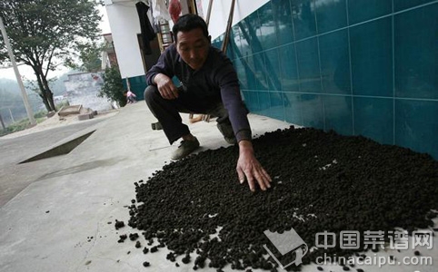 牛羊糞泡水喝治癌症 專家為你道其真相！