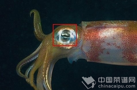 清洗魷魚小竅門