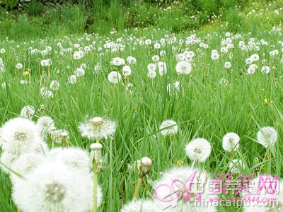  西蘭花能排毒 10種果蔬保健效果勝藥物 