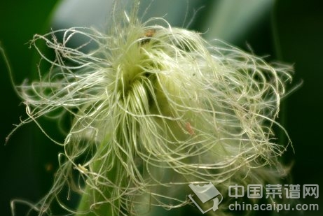 玉米須的功效與藥理作用