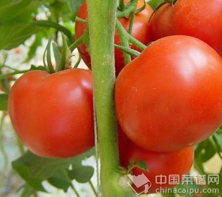 番茄搭配四種蔬菜，營養可不一般哦