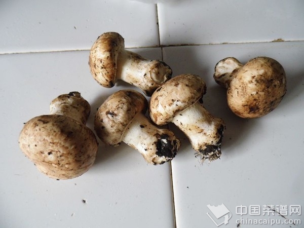 口蘑燒肉