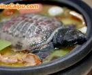 清燉甲魚