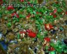 剁椒燒魚頭的做法