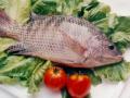 飯桌上最常吃的6種魚 哪種最營養