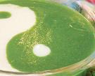 翡翠豆腐